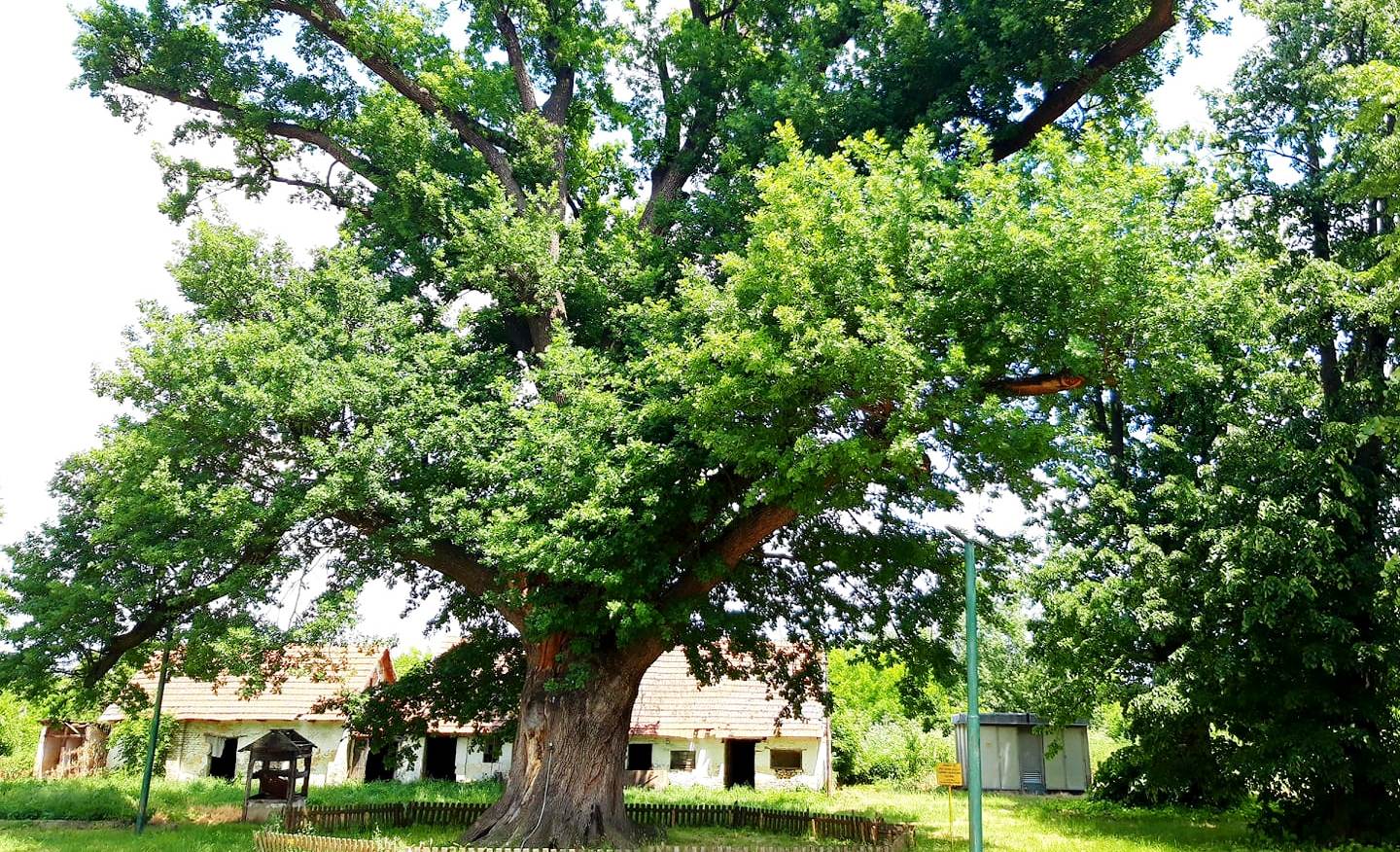 HrastKumaneArhiva