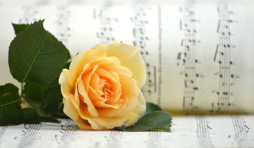 Note Ruza Muzika