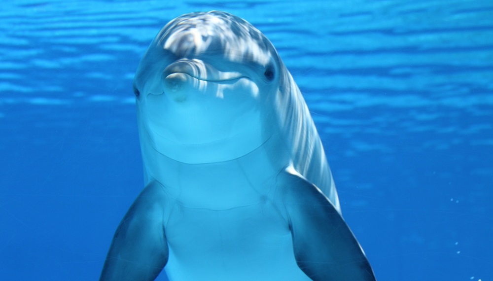 delfin