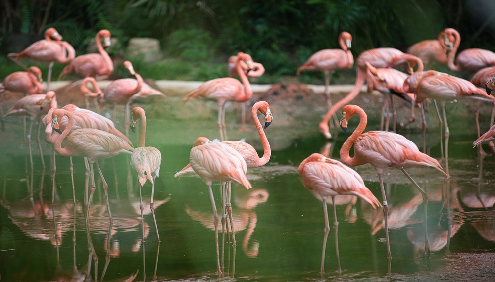 flamingo